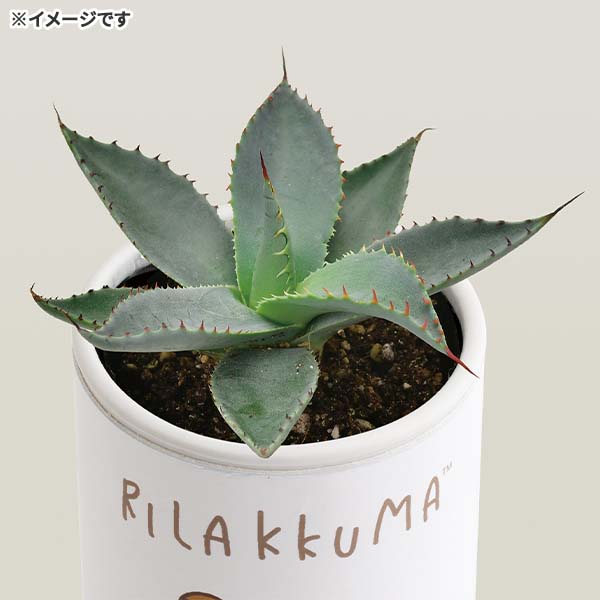 AKx͔|Lbgistay with meEp[z[`GVXj1