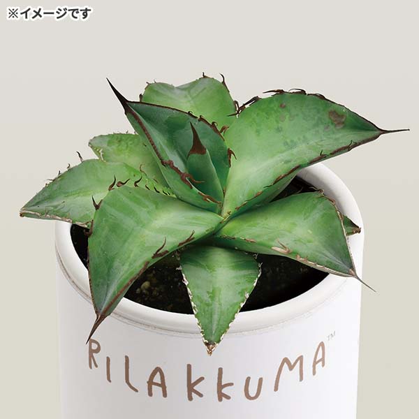 �A�K�x�͔|�L�b�g�istay with me�E�`�^�m�^�u���[�j1